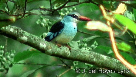 Alción Pechiazul - ML201274441