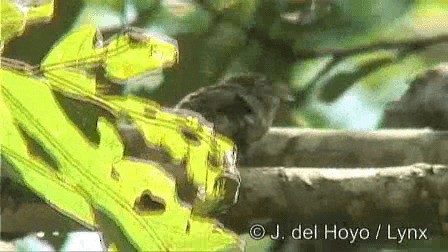 Barbion grivelé - ML201274491