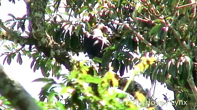 Crowned Eagle - ML201274501