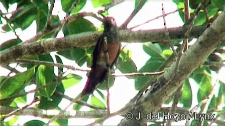 アカハシエメラルドハチドリ（yucatanensis） - ML201274541