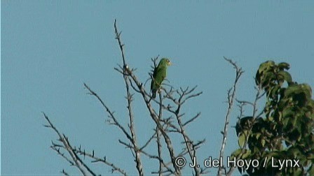 White-fronted Amazon - ML201274551
