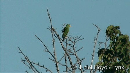 コボウシインコ - ML201274551