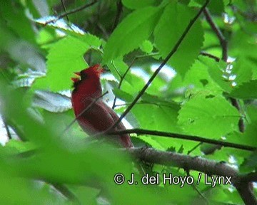 kardinál červený [skupina cardinalis] - ML201274571