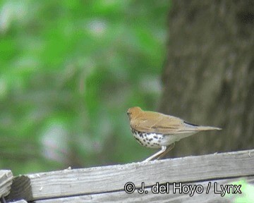 Дрізд лісовий - ML201274601