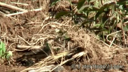 African Pipit - ML201274651