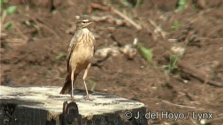 Plain-backed Pipit - ML201274661