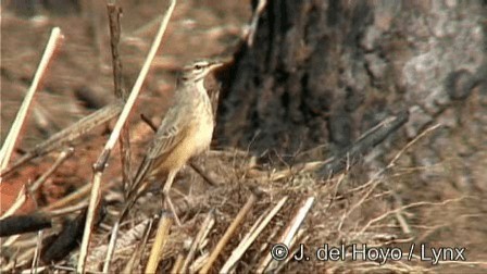 Plain-backed Pipit - ML201274671