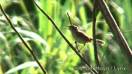 Brown-backed Scrub-Robin - ML201274681