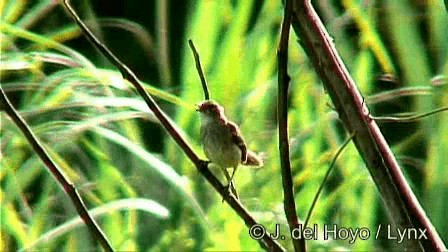 Brown-backed Scrub-Robin - ML201274691