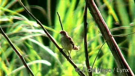 Brown-backed Scrub-Robin - ML201274691