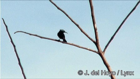 Olive-bellied Sunbird - ML201274701