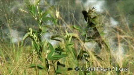 Red-collared Widowbird - ML201274721