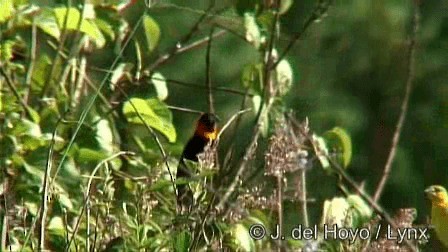 Euplecte de Gierow - ML201274731