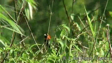 Euplecte de Gierow - ML201274741