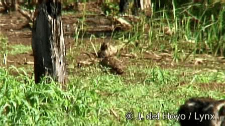 Francolin à bec jaune - ML201274751