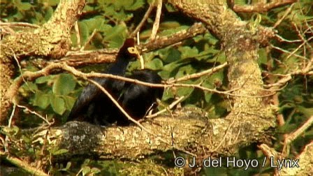 Ross's Turaco - ML201274761