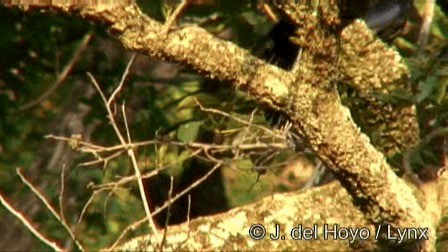 Ross's Turaco - ML201274771