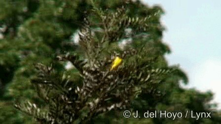 Brimstone Canary - ML201274811