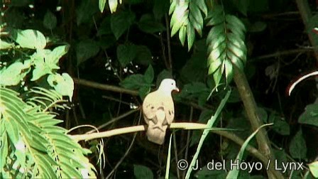 Blue-spotted Wood-Dove - ML201274831