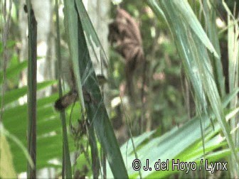 Rufous-breasted Hermit - ML201274871