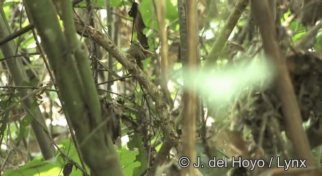 Bare-crowned Antbird - ML201274881