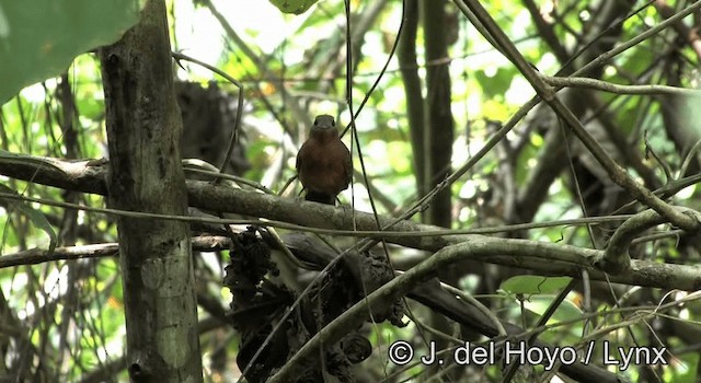 Bare-crowned Antbird - ML201274891