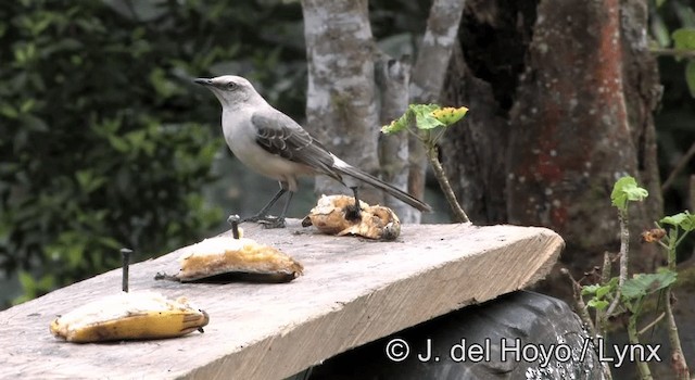 Sinsonte Tropical (grupo gilvus) - ML201274901