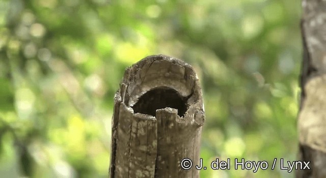 Panama Flycatcher - ML201274911