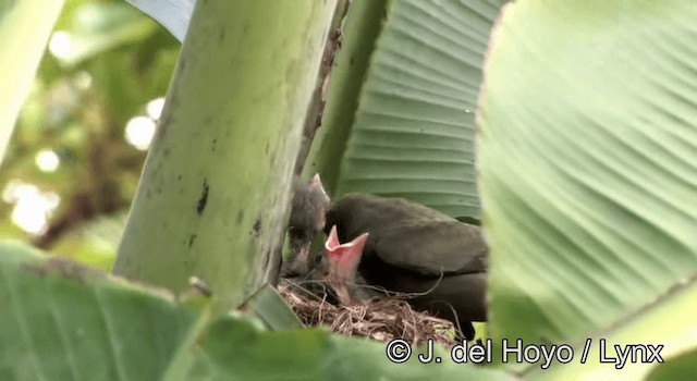 Palm Tanager - ML201274941