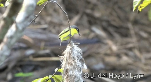 Common Tody-Flycatcher (cinereum Group) - ML201274951