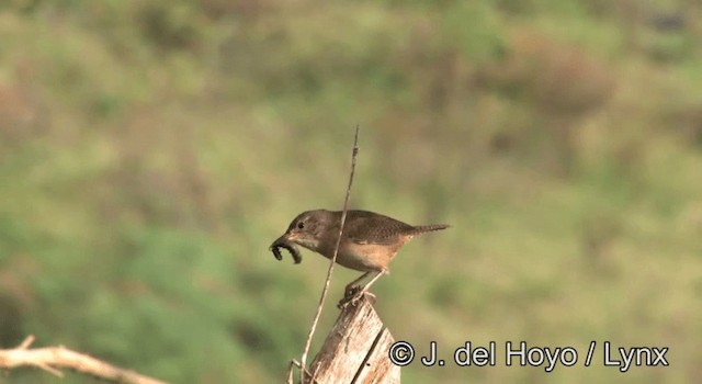 House Wren (Southern) - ML201274961