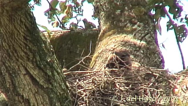 Wahlberg Küçük Kartalı - ML201274971