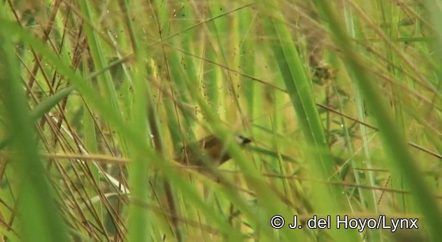 Gray-headed Oliveback - ML201275001