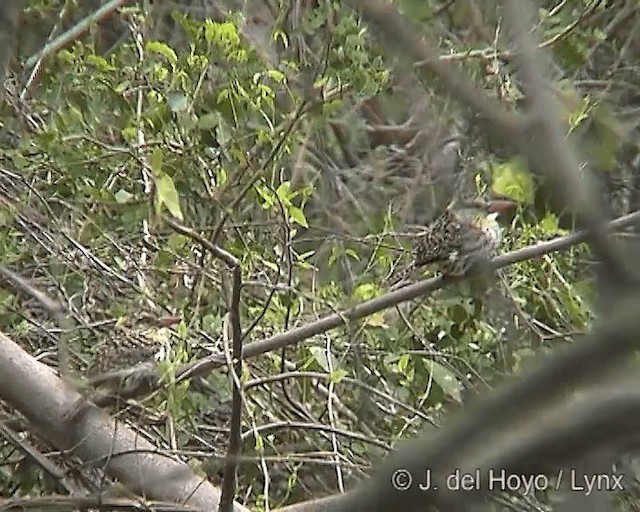 lenivka tečkovaná (ssp. striatipectus) - ML201275051