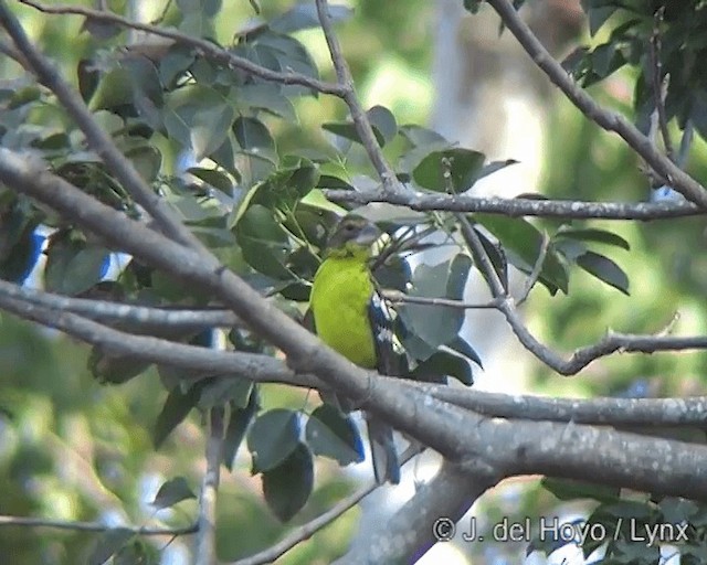 Black-backed Grosbeak (Black-rumped) - ML201275061