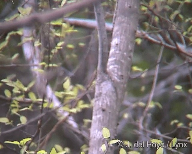 Olivaceous Woodcreeper (Amazonian) - ML201275081