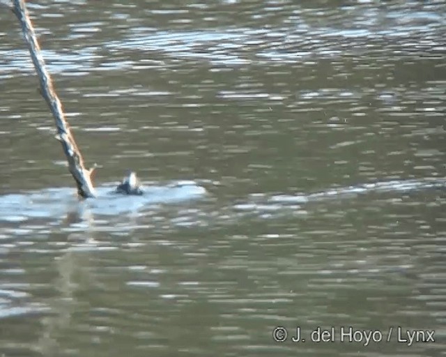 Least Grebe - ML201275091