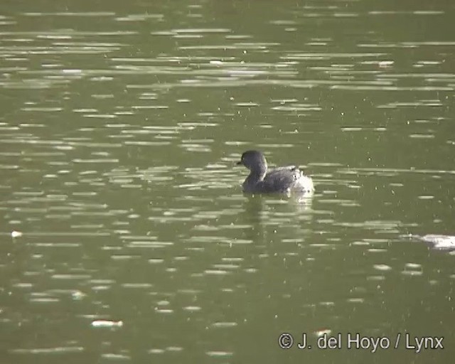 Least Grebe - ML201275101