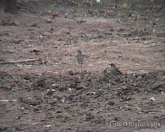 Creamy-bellied Thrush - ML201275131