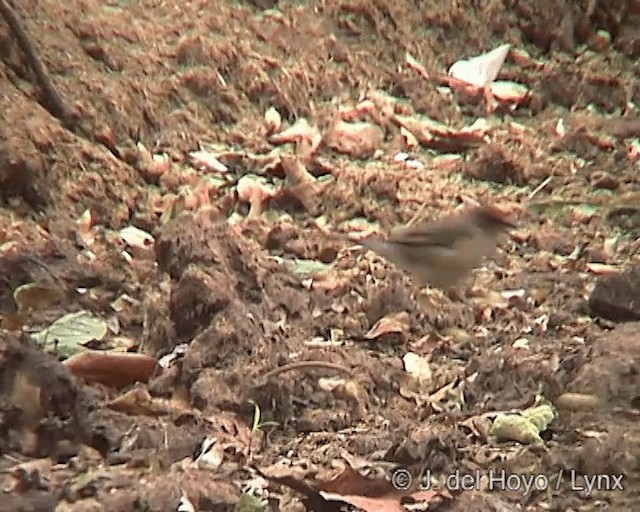 Creamy-bellied Thrush - ML201275141