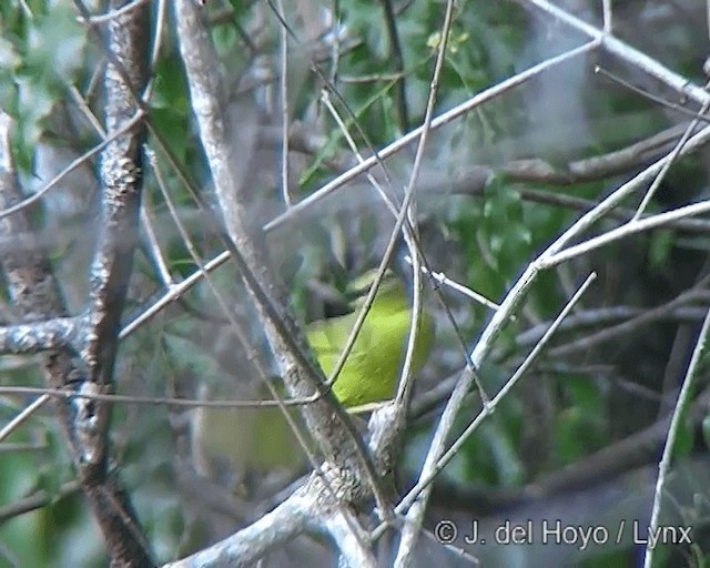 Reinita Bandeada (bivittata/argentinae) - ML201275191