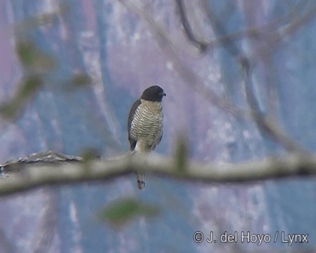 Roadside Hawk (Southern) - ML201275201