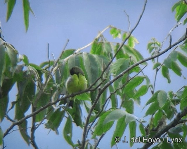 Hooded Siskin - ML201275211