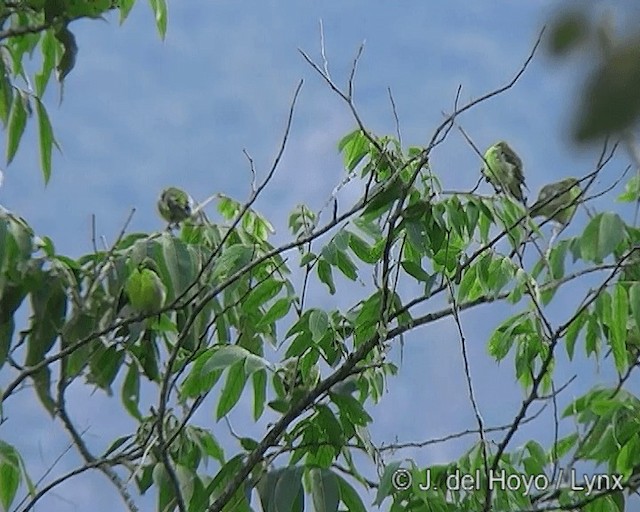 Hooded Siskin - ML201275221