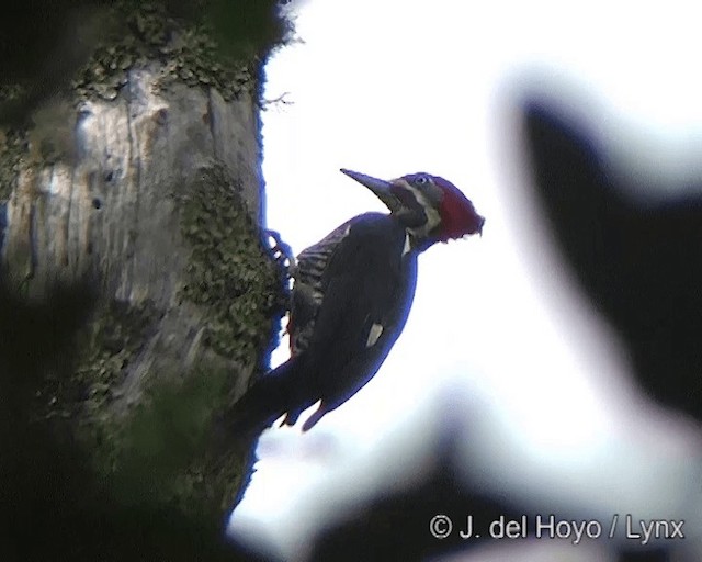 Lineated Woodpecker (Lineated) - ML201275241