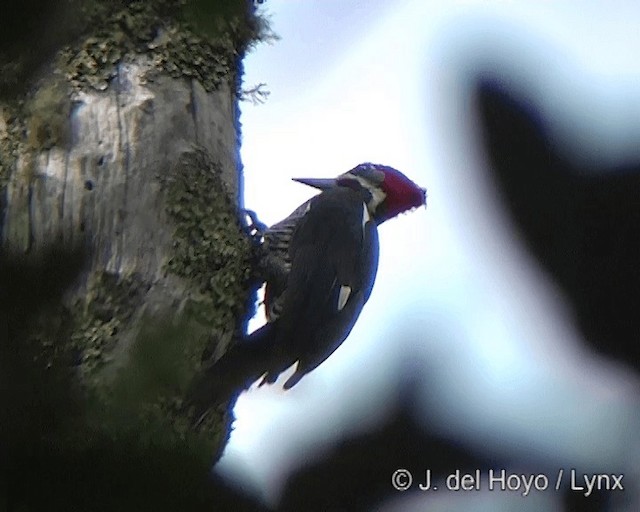 Lineated Woodpecker (Lineated) - ML201275251