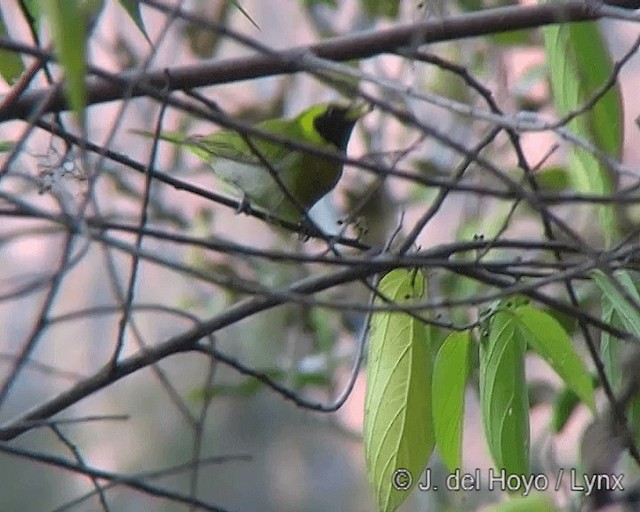 Tangara guira - ML201275261