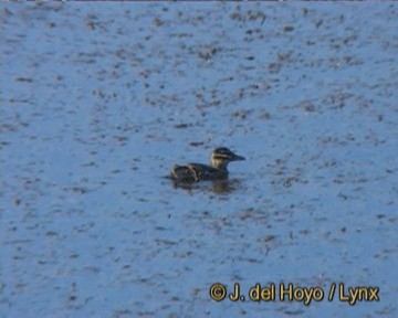 Masked Duck - ML201275291