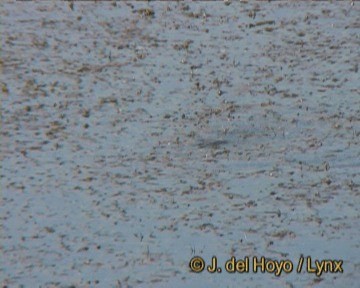 Masked Duck - ML201275301