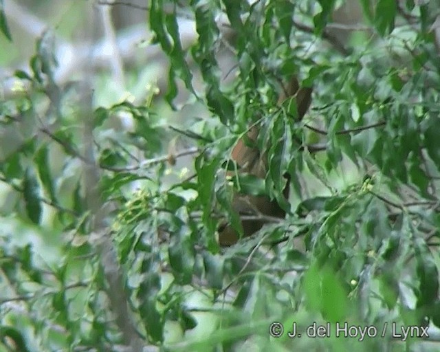 Buff-fronted Foliage-gleaner - ML201275321